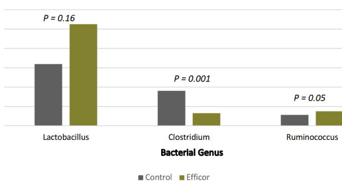 Application of Lactiplantibacillus plantarum Probiotics in Swine Diets