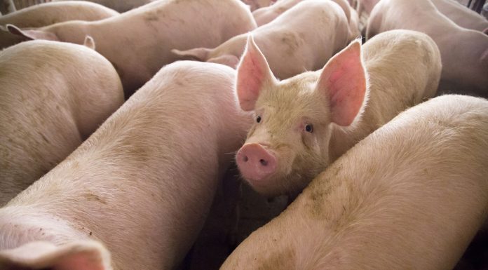 Advancing biosecurity through swine feed mitigation