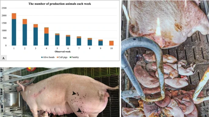 An African swine fever vaccine-like variant with multiple gene deletions caused reproductive failure in a Vietnamese breeding herd