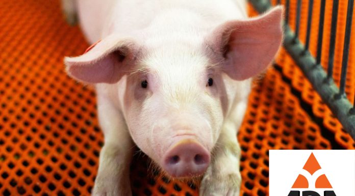 A Bright (Orange) Future for ADA Enterprises