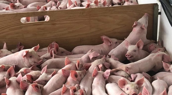 Navigating Biosecurity on Pig Farms: A Ground-Level Look at What Truly Keeps Herds Safe