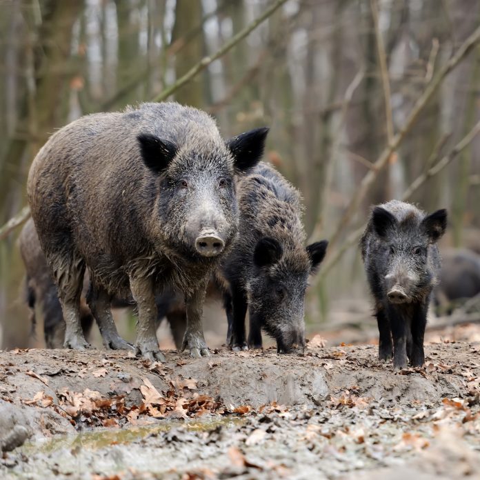 Wild,Boar,In,Autumn,Forest
