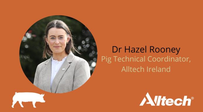 The cost of poor gut health in pig production, By Dr. Hazel Rooney
