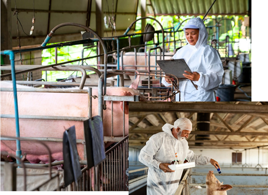 Global Training Courses Target Biosecurity and Disease Elimination in Swine Production
