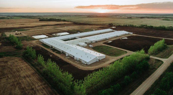 Reduced Global Protein Supplies Fuel Cautious Optimism for Pork Producers in 2026