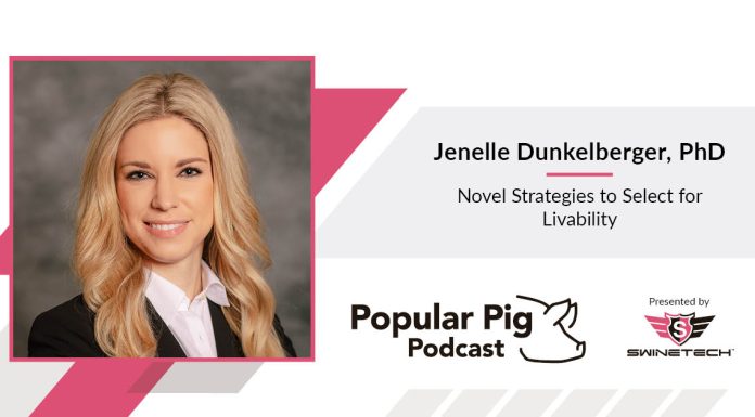 What if pig livability is shaped long before problems show up in the barn?