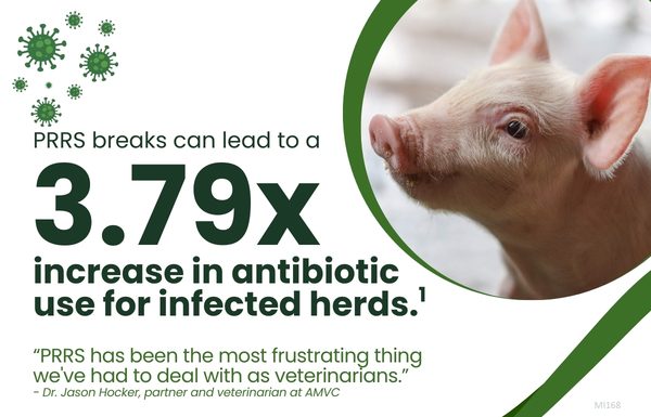 The Animal Health Impact: Benefits of Adopting the PRRS-Resistant Pig