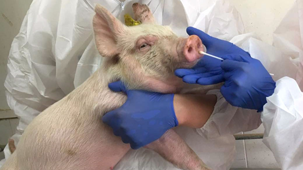 Swine Influenza Ecology: Stability Today Doesn’t Mean Safety Tomorrow