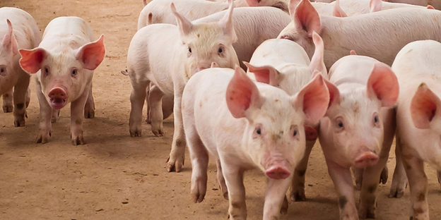 Stray Voltage: The Complete Guide to Protecting Your Animals and Your Productivity