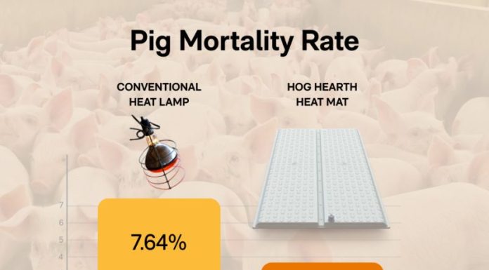 Trial Data Highlights Role of Targeted Heating in Improving Piglet Survival