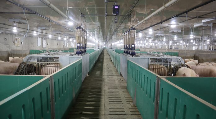 Design Decisions That Influence Performance Over Time Why the Most Successful Swine Facilities Start with Systems Thinking