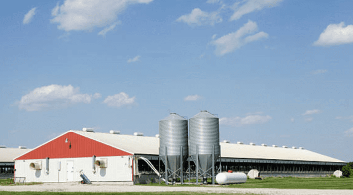 High Construction Costs Expected to Limit Pork Industry Expansion Despite Strong Market Outlook