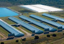 Foreign Ownership Isn’t the Story—But It’s Becoming the Signal What the Oklahoma Debate Reveals About the Future of Pork Production