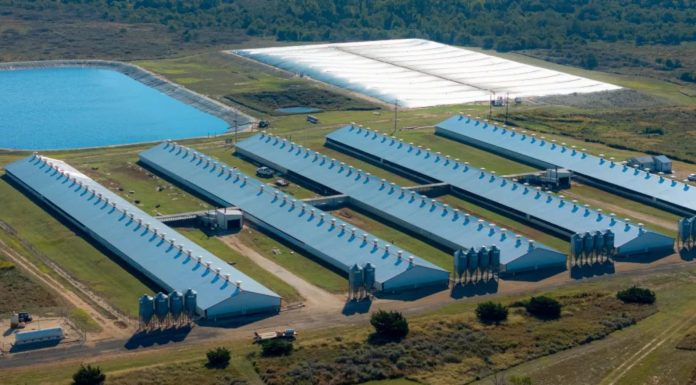 Foreign Ownership Isn’t the Story—But It’s Becoming the Signal What the Oklahoma Debate Reveals About the Future of Pork Production