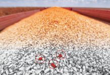 The Hidden Drag on Performance: Why Mycotoxins Are Reshaping Swine Production