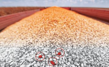 The Hidden Drag on Performance: Why Mycotoxins Are Reshaping Swine Production