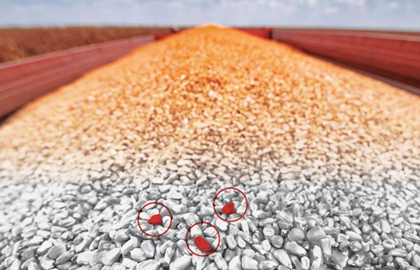 The Hidden Drag on Performance: Why Mycotoxins Are Reshaping Swine Production