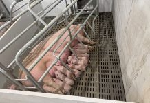 Farrowing Systems: Practical Design and Performance Considerations