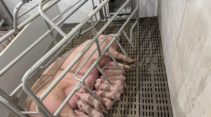 Farrowing Systems: Practical Design and Performance Considerations